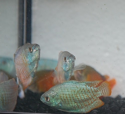 Neon blue dwarf - blue, gourami