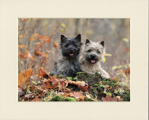 Cairn terrier dog - terrier, art