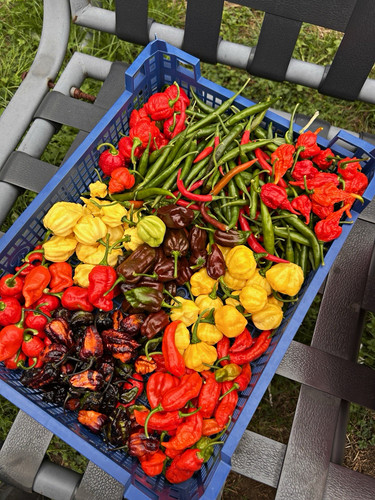 10x fresh mixed superhot - superhot, naga