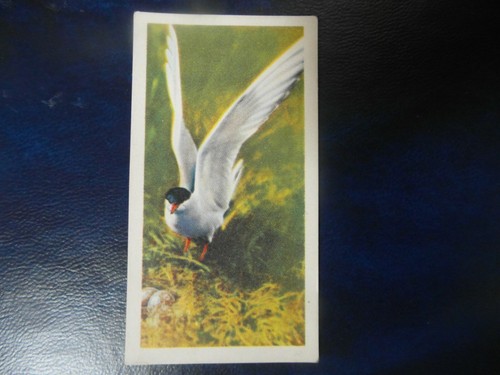 Brooke bond british birds - , birds"