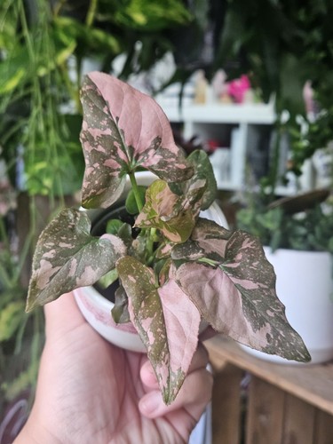 Syngonium pink splash - syngonium,