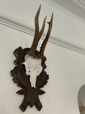 Antlers of a Roe Deer 562 Real