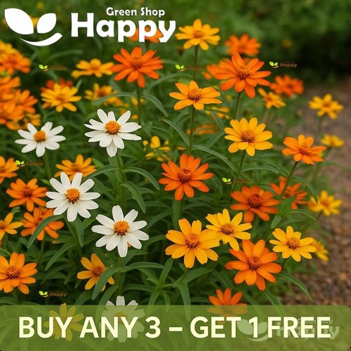 Classic zinnia 400 seeds - classic,