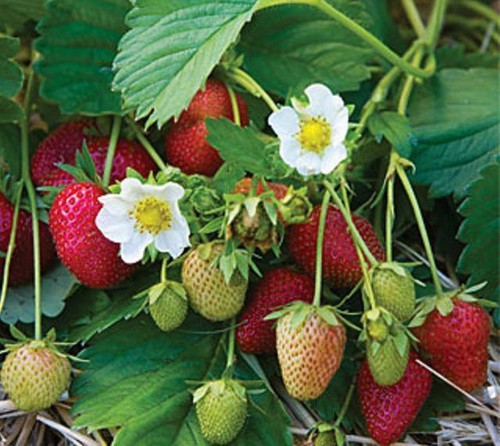 Strawberry plug plants - plants, 'elan