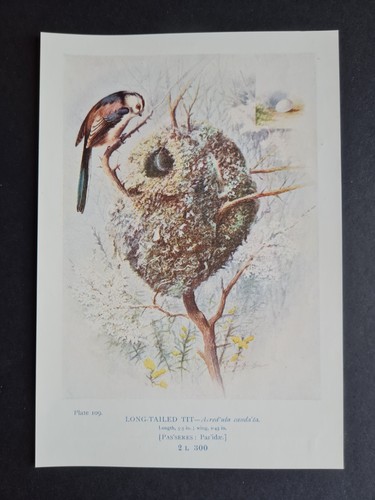 Antique 1910 print - ,