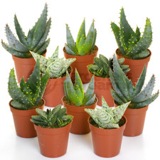 Aloe Vera Mix - 10 Plants - House / Office Live Indoor Pot Plant - Ideal Gift