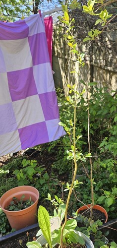 Willow tree sapling year - tree,