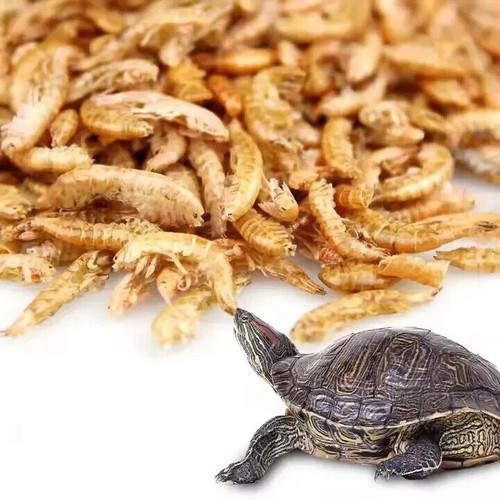 Freeze dried gammarus shrimp - dried,