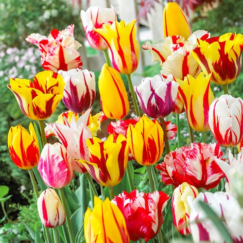 Tulip rembrandt mix x - 15,