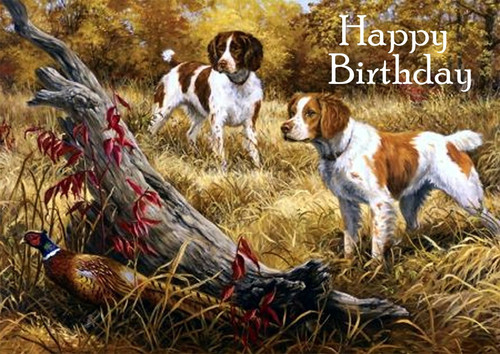 Brittany spaniel dog - spaniel, birthday