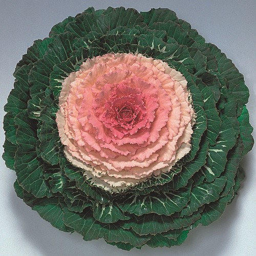 Ornamental cabbage pigeon - ornamental,
