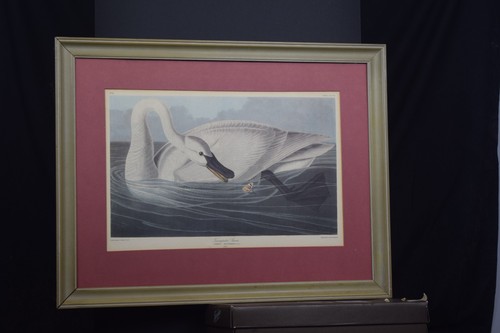 Trumpet swan plate - trumpet,