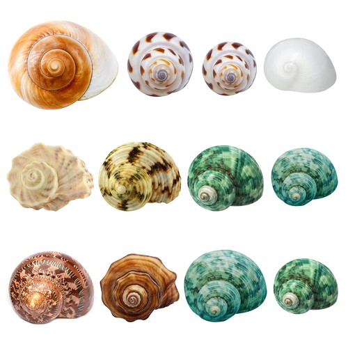 Hermit crab shells medium - shells,