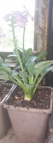 Hosta blue mouse - 'blue, ears'