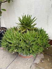 Aloe Nobilis Pups Golden