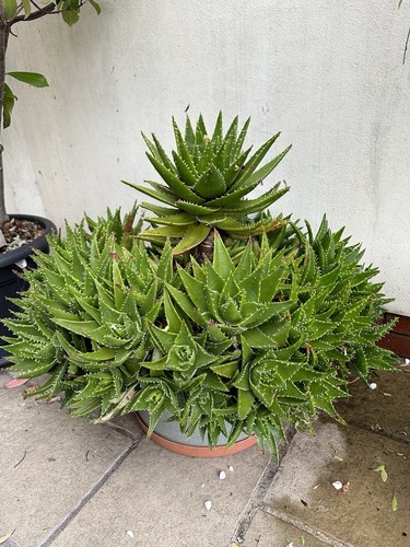 Aloe nobilis pups golden - pups,
