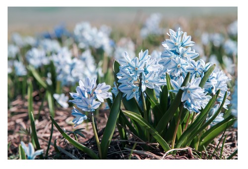 Puschkinia libanotica bulbs - puschkinia,