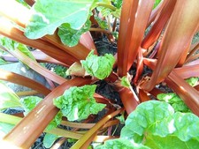 Rhubarb Victoria crown, organic, grow-your-own