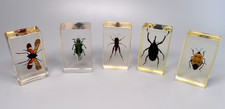 Set of 5 Real Insects In Resin