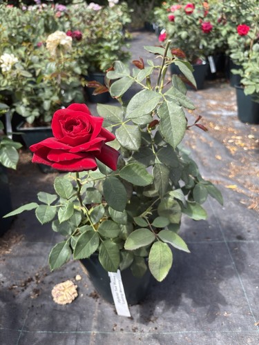 Hybrid tea rose plant - tea,