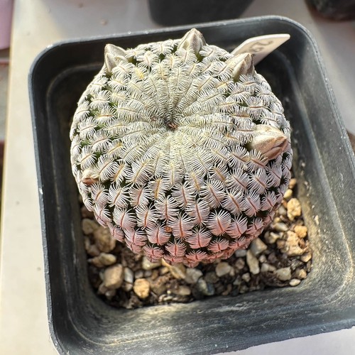 3cm succulent cactus - cactus, plant