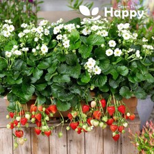 TRAILING STRAWBERRY - 5 SEEDS - RAINBOW TREASURE F1 - Fragaria x ananassa