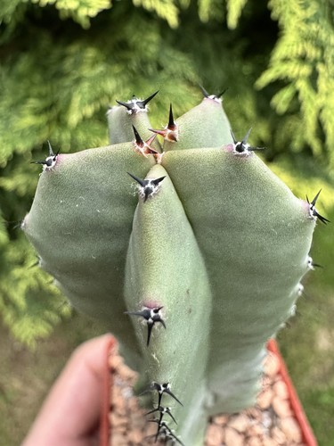 Lophocereus schotii rare - lophocereus,