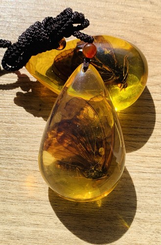 Butterfly polybern - butterfly, (amber)