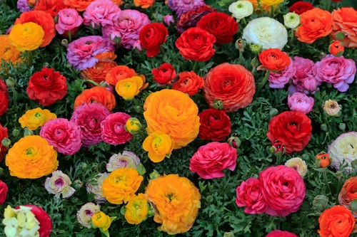 Ranunculus mix bulbs - x,