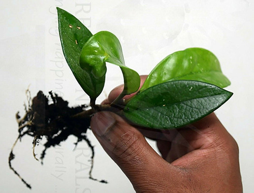 Hoya carnosa - , (wax