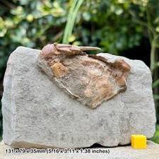 Charybdis complete fossil crab