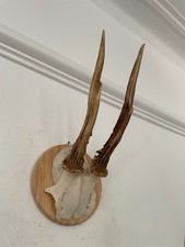 Little Antlers of a  Roe Deer 525 Real Taxidermy mounted interior design horns