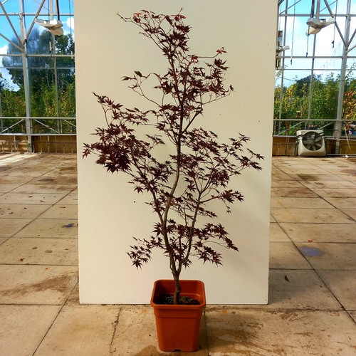 Acer palmatum bloodgood - acer,