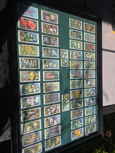 Cigarette cards collectibles - cards,