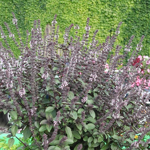 Bush basil plants magic - basil,