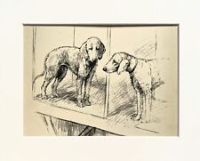 BEDLINGTON TERRIER dogs vintage sketch print by KF Barker 1930s/40s - mounted