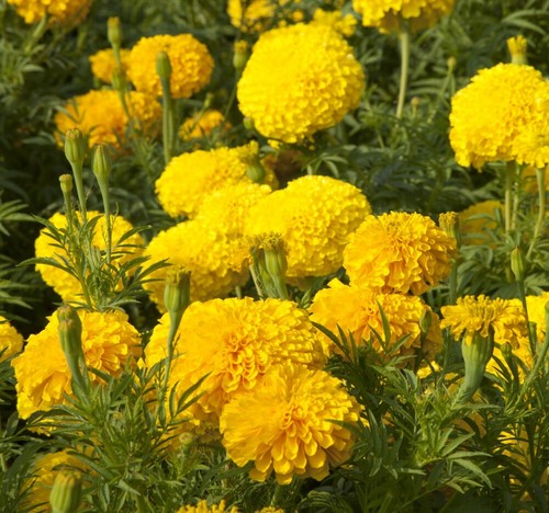 Thompson morgan marigold - thompson,