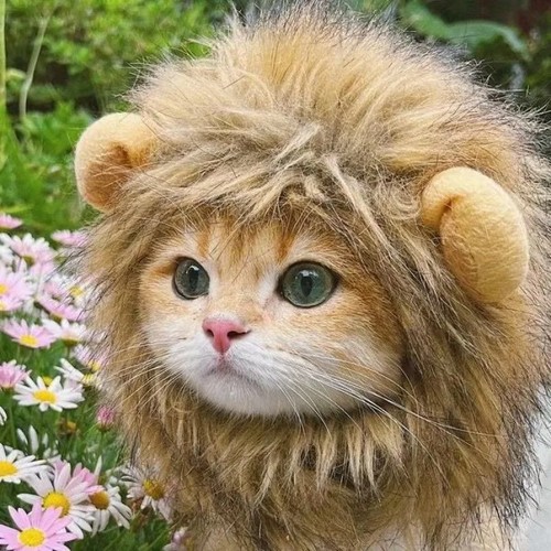 Pet cat dog lion mane - dog,
