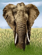 Large Elephant Mink Throw