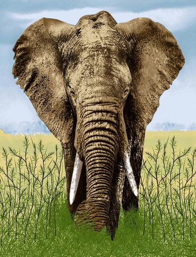 Large elephant mink throw - large,