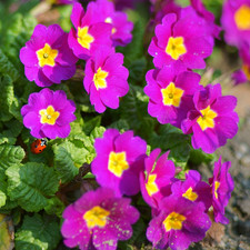 Primrose Purple | Garden Ready