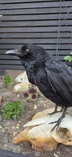 Taxidermy crow skull mount - taxidermy,