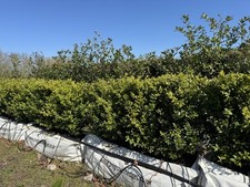 Large Buxus Box Hedging Pre Grown Hedge Grown In One Metre Troughs
