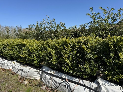 Large buxus box - large,