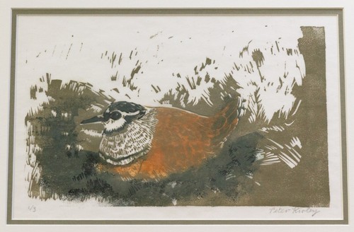 Peter kirley dotterel - kirley,