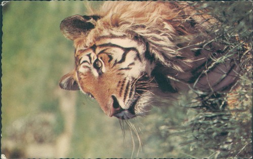 Tiger head - tiger's,