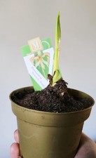 Star Amaryllis Hippeastrum