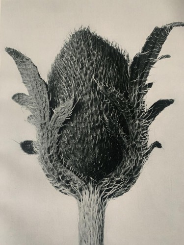 1929 karl blossfeldt print - blossfeldt,