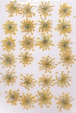 REAL PRESSED FLOWERS 24 GOLDEN