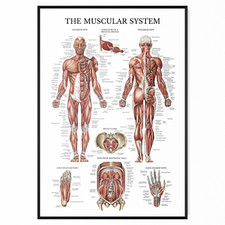 Muscular System Human Muscle Anatomy Chart Body Educational Poster A4 A3 A2 A1